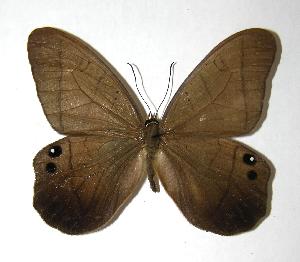  ( - 06-SRNP-40604)  @14 [ ] CreativeCommons - Attribution Non-Commercial Share-Alike (2006) Daniel H. Janzen Guanacaste Dry Forest Conservation Fund