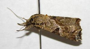  ( - 06-SRNP-14378)  @14 [ ] CreativeCommons - Attribution Non-Commercial Share-Alike (2007) Daniel H. Janzen Guanacaste Dry Forest Conservation Fund