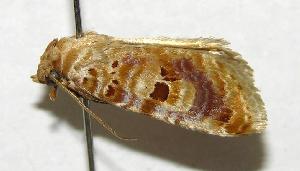  ( - 06-SRNP-32628)  @14 [ ] CreativeCommons - Attribution Non-Commercial Share-Alike (2007) Daniel H. Janzen Guanacaste Dry Forest Conservation Fund