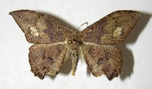  ( - 04-SRNP-48531)  @14 [ ] CreativeCommons - Attribution Non-Commercial Share-Alike (2007) Daniel H. Janzen Guanacaste Dry Forest Conservation Fund