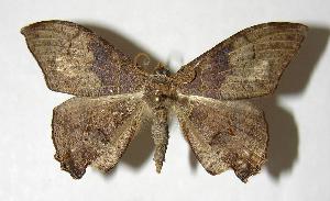  ( - 04-SRNP-48964)  @14 [ ] CreativeCommons - Attribution Non-Commercial Share-Alike (2007) Daniel H. Janzen Guanacaste Dry Forest Conservation Fund