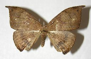  ( - 04-SRNP-48973)  @14 [ ] CreativeCommons - Attribution Non-Commercial Share-Alike (2007) Daniel H. Janzen Guanacaste Dry Forest Conservation Fund