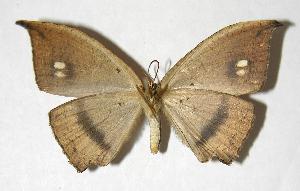  ( - 04-SRNP-49577)  @14 [ ] CreativeCommons - Attribution Non-Commercial Share-Alike (2007) Daniel H. Janzen Guanacaste Dry Forest Conservation Fund