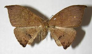  ( - 05-SRNP-34619)  @14 [ ] CreativeCommons - Attribution Non-Commercial Share-Alike (2007) Daniel H. Janzen Guanacaste Dry Forest Conservation Fund