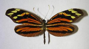  ( - 06-SRNP-34766)  @14 [ ] CreativeCommons - Attribution Non-Commercial Share-Alike (2007) Daniel H. Janzen Guanacaste Dry Forest Conservation Fund