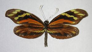  ( - 06-SRNP-34766)  @14 [ ] CreativeCommons - Attribution Non-Commercial Share-Alike (2007) Daniel H. Janzen Guanacaste Dry Forest Conservation Fund