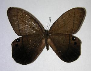  ( - 06-SRNP-44346)  @14 [ ] CreativeCommons - Attribution Non-Commercial Share-Alike (2007) Daniel H. Janzen Guanacaste Dry Forest Conservation Fund