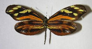  ( - 06-SRNP-46469)  @14 [ ] CreativeCommons - Attribution Non-Commercial Share-Alike (2007) Daniel H. Janzen Guanacaste Dry Forest Conservation Fund