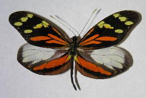  ( - 06-SRNP-47253)  @14 [ ] CreativeCommons - Attribution Non-Commercial Share-Alike (2007) Daniel H. Janzen Guanacaste Dry Forest Conservation Fund