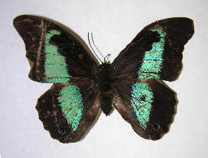  ( - 06-SRNP-57773)  @14 [ ] CreativeCommons - Attribution Non-Commercial Share-Alike (2007) Daniel H. Janzen Guanacaste Dry Forest Conservation Fund