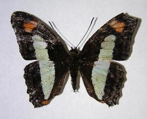  ( - 06-SRNP-9424)  @14 [ ] CreativeCommons - Attribution Non-Commercial Share-Alike (2007) Daniel H. Janzen Guanacaste Dry Forest Conservation Fund