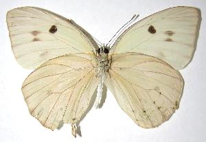  ( - 06-SRNP-18130)  @12 [ ] CreativeCommons - Attribution Non-Commercial Share-Alike (2007) Daniel H. Janzen Guanacaste Dry Forest Conservation Fund