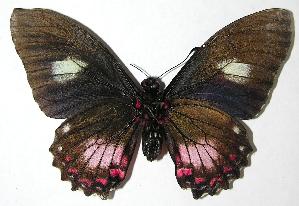  ( - 06-SRNP-56740)  @14 [ ] CreativeCommons - Attribution Non-Commercial Share-Alike (2007) Daniel H. Janzen Guanacaste Dry Forest Conservation Fund