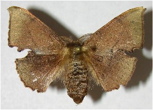  ( - 06-SRNP-59523)  @14 [ ] CreativeCommons - Attribution Non-Commercial Share-Alike (2007) Daniel H. Janzen Guanacaste Dry Forest Conservation Fund