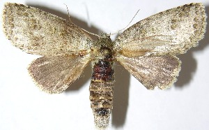  ( - 07-SRNP-22412)  @14 [ ] CreativeCommons - Attribution Non-Commercial Share-Alike (2013) Daniel H. Janzen Guanacaste Dry Forest Conservation Fund