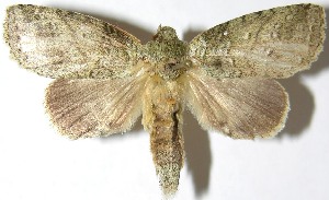  ( - 07-SRNP-22432)  @14 [ ] CreativeCommons - Attribution Non-Commercial Share-Alike (2013) Daniel H. Janzen Guanacaste Dry Forest Conservation Fund