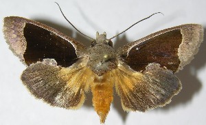  ( - 07-SRNP-33085)  @13 [ ] CreativeCommons - Attribution Non-Commercial Share-Alike (2013) Daniel H. Janzen Guanacaste Dry Forest Conservation Fund