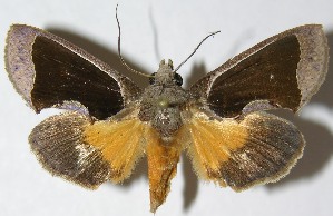  ( - 07-SRNP-33632)  @13 [ ] CreativeCommons - Attribution Non-Commercial Share-Alike (2013) Daniel H. Janzen Guanacaste Dry Forest Conservation Fund