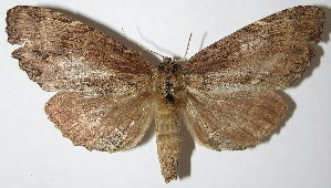  ( - 07-SRNP-57330)  @14 [ ] CreativeCommons - Attribution Non-Commercial Share-Alike (2013) Daniel H. Janzen Guanacaste Dry Forest Conservation Fund