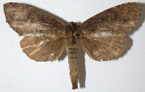  ( - 07-SRNP-57351)  @14 [ ] CreativeCommons - Attribution Non-Commercial Share-Alike (2013) Daniel H. Janzen Guanacaste Dry Forest Conservation Fund