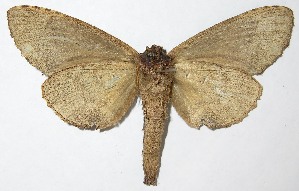  ( - 07-SRNP-57351)  @14 [ ] CreativeCommons - Attribution Non-Commercial Share-Alike (2013) Daniel H. Janzen Guanacaste Dry Forest Conservation Fund