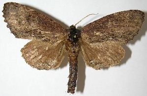  ( - 07-SRNP-57356)  @14 [ ] CreativeCommons - Attribution Non-Commercial Share-Alike (2013) Daniel H. Janzen Guanacaste Dry Forest Conservation Fund