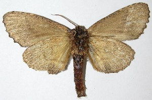  ( - 07-SRNP-57356)  @14 [ ] CreativeCommons - Attribution Non-Commercial Share-Alike (2013) Daniel H. Janzen Guanacaste Dry Forest Conservation Fund