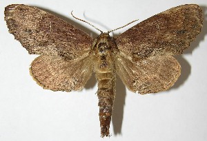  ( - 07-SRNP-57385)  @14 [ ] CreativeCommons - Attribution Non-Commercial Share-Alike (2013) Daniel H. Janzen Guanacaste Dry Forest Conservation Fund