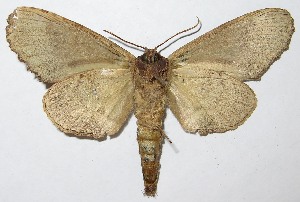  ( - 07-SRNP-57385)  @14 [ ] CreativeCommons - Attribution Non-Commercial Share-Alike (2013) Daniel H. Janzen Guanacaste Dry Forest Conservation Fund