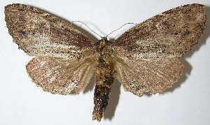  ( - 07-SRNP-57387)  @14 [ ] CreativeCommons - Attribution Non-Commercial Share-Alike (2013) Daniel H. Janzen Guanacaste Dry Forest Conservation Fund