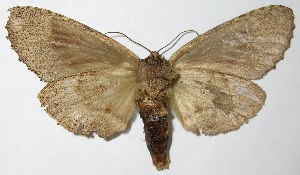  ( - 07-SRNP-57387)  @14 [ ] CreativeCommons - Attribution Non-Commercial Share-Alike (2013) Daniel H. Janzen Guanacaste Dry Forest Conservation Fund