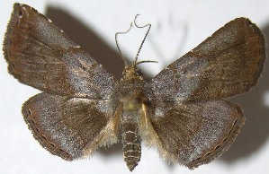  (Cyclopteryx niveinotata - 07-SRNP-34221)  @15 [ ] CreativeCommons - Attribution Non-Commercial Share-Alike (2013) Daniel H. Janzen Guanacaste Dry Forest Conservation Fund