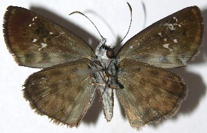  ( - 07-SRNP-60822)  @14 [ ] CreativeCommons - Attribution Non-Commercial Share-Alike (2009) Daniel H. Janzen Guanacaste Dry Forest Conservation Fund