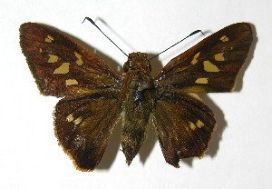  ( - 08-SRNP-1866)  @14 [ ] CreativeCommons - Attribution Non-Commercial Share-Alike (2009) Daniel H. Janzen Guanacaste Dry Forest Conservation Fund