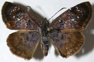  ( - 08-SRNP-1977)  @14 [ ] CreativeCommons - Attribution Non-Commercial Share-Alike (2009) Daniel H. Janzen Guanacaste Dry Forest Conservation Fund