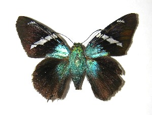  ( - 08-SRNP-4065)  @14 [ ] CreativeCommons - Attribution Non-Commercial Share-Alike (2009) Daniel H. Janzen Guanacaste Dry Forest Conservation Fund