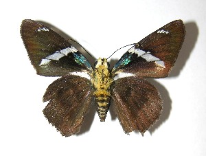  ( - 08-SRNP-4065)  @14 [ ] CreativeCommons - Attribution Non-Commercial Share-Alike (2009) Daniel H. Janzen Guanacaste Dry Forest Conservation Fund