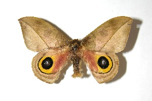  ( - 08-SRNP-1026)  @14 [ ] CreativeCommons - Attribution Non-Commercial Share-Alike (2010) Daniel H. Janzen Guanacaste Dry Forest Conservation Fund