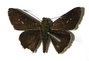  ( - 08-SRNP-20499)  @14 [ ] CreativeCommons - Attribution Non-Commercial Share-Alike (2009) Daniel H. Janzen Guanacaste Dry Forest Conservation Fund