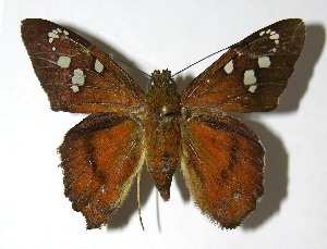  ( - 08-SRNP-31018)  @14 [ ] CreativeCommons - Attribution Non-Commercial Share-Alike (2009) Daniel H. Janzen Guanacaste Dry Forest Conservation Fund