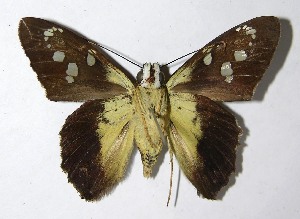  ( - 08-SRNP-31018)  @14 [ ] CreativeCommons - Attribution Non-Commercial Share-Alike (2009) Daniel H. Janzen Guanacaste Dry Forest Conservation Fund