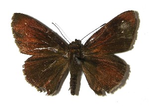  ( - 08-SRNP-40697)  @13 [ ] CreativeCommons - Attribution Non-Commercial Share-Alike (2009) Daniel H. Janzen Guanacaste Dry Forest Conservation Fund