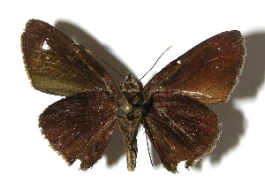  ( - 08-SRNP-40697)  @13 [ ] CreativeCommons - Attribution Non-Commercial Share-Alike (2009) Daniel H. Janzen Guanacaste Dry Forest Conservation Fund