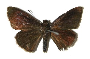  ( - 08-SRNP-40700)  @13 [ ] CreativeCommons - Attribution Non-Commercial Share-Alike (2009) Daniel H. Janzen Guanacaste Dry Forest Conservation Fund