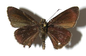  ( - 08-SRNP-40700)  @13 [ ] CreativeCommons - Attribution Non-Commercial Share-Alike (2009) Daniel H. Janzen Guanacaste Dry Forest Conservation Fund