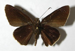  ( - 08-SRNP-40701)  @13 [ ] CreativeCommons - Attribution Non-Commercial Share-Alike (2009) Daniel H. Janzen Guanacaste Dry Forest Conservation Fund