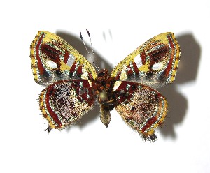  ( - 08-SRNP-55745)  @12 [ ] CreativeCommons - Attribution Non-Commercial Share-Alike (2009) Daniel H. Janzen Guanacaste Dry Forest Conservation Fund