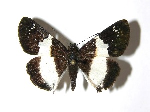  ( - 08-SRNP-56559)  @14 [ ] CreativeCommons - Attribution Non-Commercial Share-Alike (2009) Daniel H. Janzen Guanacaste Dry Forest Conservation Fund