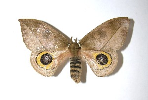  ( - 08-SRNP-71087)  @14 [ ] CreativeCommons - Attribution Non-Commercial Share-Alike (2010) Daniel H. Janzen Guanacaste Dry Forest Conservation Fund