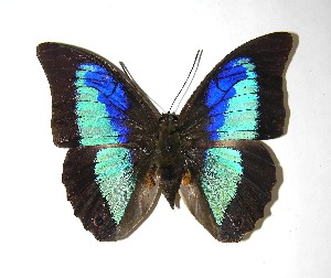  ( - 07-SRNP-47460)  @14 [ ] CreativeCommons - Attribution Non-Commercial Share-Alike (2010) Daniel H. Janzen Guanacaste Dry Forest Conservation Fund